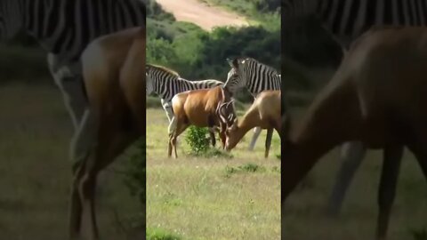 Zebra attacked on Springbok 😯 | #Shorts #Animals #Zebra