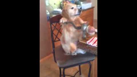 Golden Retriever poses for photo shoot while grinding sausage