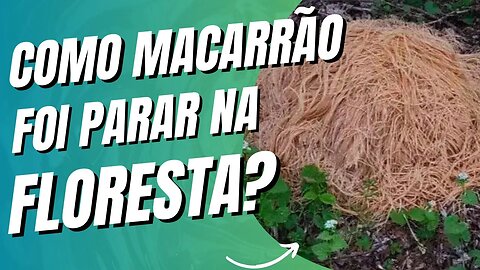 MISTÉRIO RESOLVIDO: 200 QUILOS DE MACARRÃO COZIDO JOGADO NA FLORESTA! #mistério #curiosidades