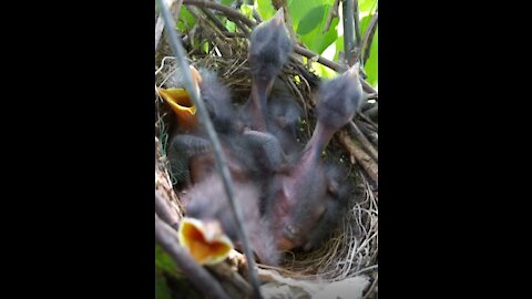 Baby Robins in the nest