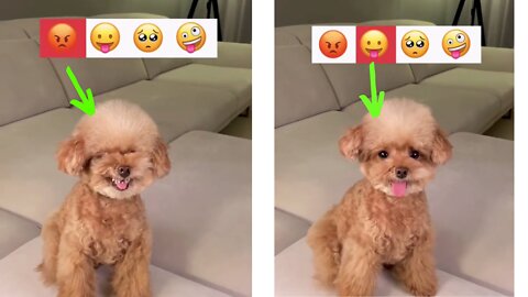 Cute puppy copying expressions of different smile's.
