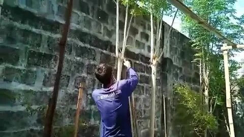 Urban Garden Harvesting Moringa/Drumstick from Cuttings