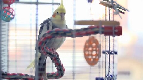 Cockatiel Bird Shaking Of Feather In Cage