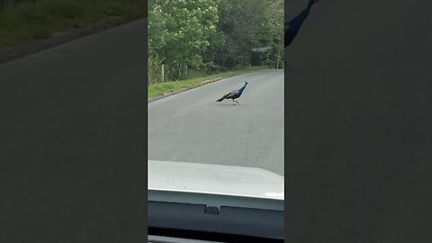 Mr Peacock #animal #peacock #bird #birdwatching #metaldetecting #camping #civilwar #trump