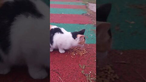 Türkiye; Land of Cute Street Cats and Kittens