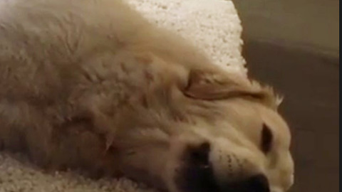 Music-loving dog "sings" to Bach violin cover