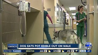 Dog eats edible while out on a walk