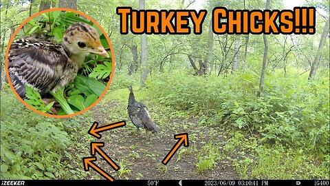 Baby TURKEYS In Our BACKYARD!!! (Caught On Camera)