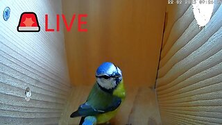 🇬🇧🚨LIVE🚨🏴󠁧󠁢󠁥󠁮󠁧󠁿Bird Nest Box Frequent Blue Tit Visits