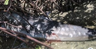 Plastic bag beaches, kills rare whale in Fort Pierce