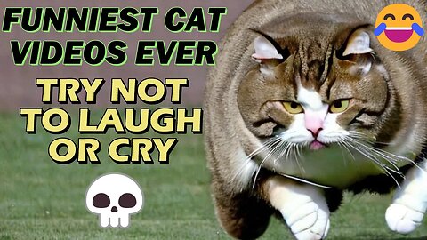 If You Laugh You Die | Best Ever Cat Compilation I Bet You Laugh By The End! #cats