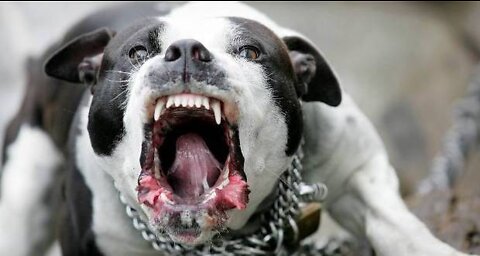 Extremely reactive pitbull + Leash reactive dog training