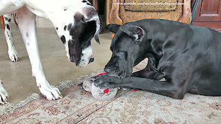 Funny Great Dane Gently Nibbles On Squeaky Mousey Toy