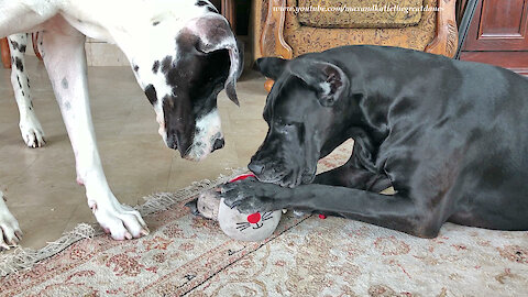 Funny Great Dane Gently Nibbles On Squeaky Mousey Toy