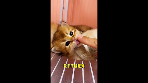 Little cats cute and funny videos @pets @funnycats @shorts @cats_Full-HD