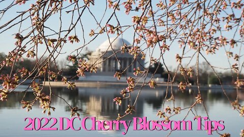 2022 Washington DC Cherry Blossom Festival Tips