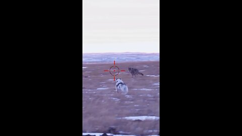 Hunting Coyotes #shorts #Dog #animals #hunter #150