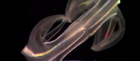 Amazing Electrified Creatures From The Ocean