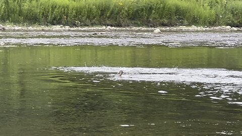 Ducks bathing in Humber River