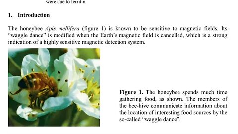 The Magnetic Abdomen of Bees - The Wings Guide Their Magnetic Hovercraft Bellies