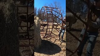 We like our hay, so we put rings on it. #cattle #farm #farmlife #ranch #ranchlife #hay #hayring