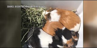 Guinea pigs found abandoned in desert