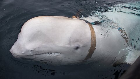 Whale In Harness May Have Been Trained By Russian Military