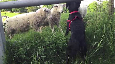Puppy and sheep absolutely fascinated by each other