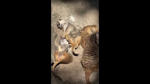 Meerkats Go Sunbathing Together At Memphis Zoo