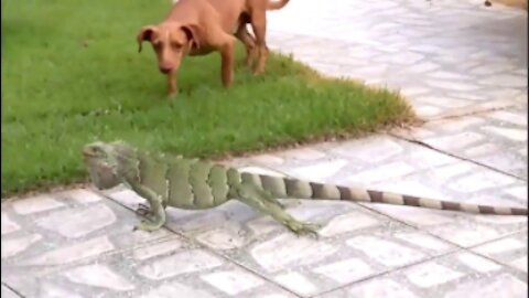 dog fight with chameleon, dog gets whipped by iguana