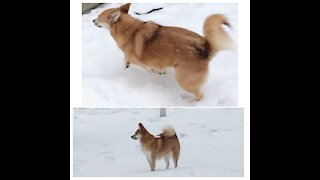 Pomsky pup goes crazy in the snow!