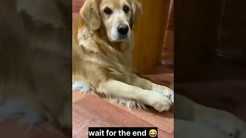 poor gorilla is upset 😡🙂 | pets of 2023 | cuteandfunnypets | cutest pets | funnypets | cats | dogs