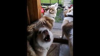 Huskies very much ask for a walk