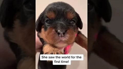 Little Millie’s eyes opened up! She is seeing the world for the first time! #cavalier #puppyeyes