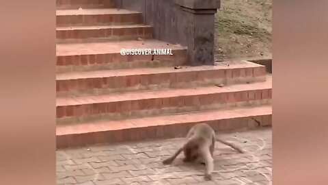 funniest moments of wild animals 🤣 part 1 must watch video