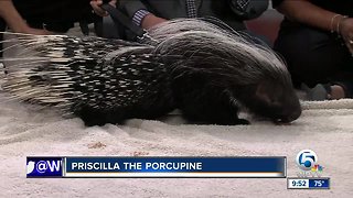 Priscilla the Porcupine