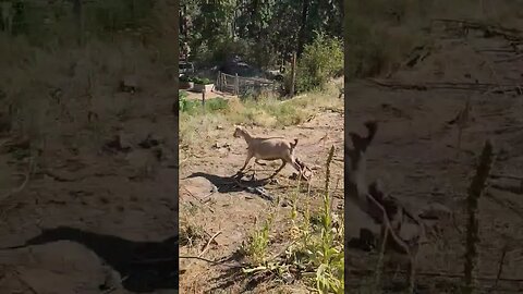 #goats #goat #shorts #homestead