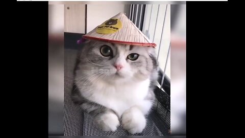 Funny Cat Videos of 2024 😍 Try not to laugh #cat #cats #catlover