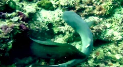 HUGE Moray eel vs Shark