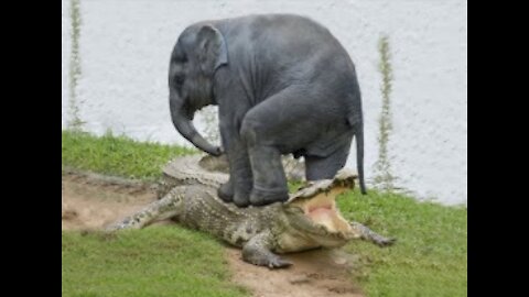 Brave Elephant Save Baby Elephant From Crocodile Hunting