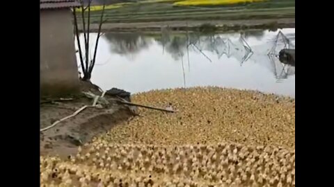 Ducks going for a swim