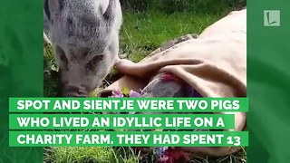 Heartbreaking Moments Owner Allows Pig To Mourn Loss of Best Friend