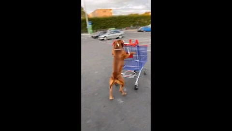 Dog doing some Shopping