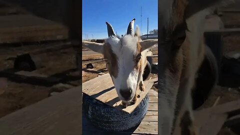 goat team 6 #chickenwar #animals #shortsfeed #pets #goats #shortsfeed #fun #shortvideo #shortsvideo