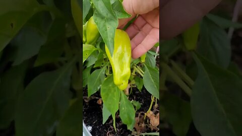 Picking Peppers