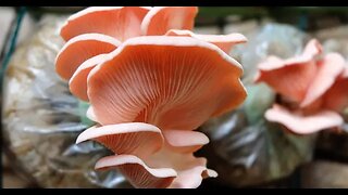 Pink Oyster Mushrooms