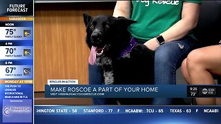 Rescues in Action Jan. 4 | Roscoe needs lifelong pal