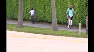 Hundreds of trees could be removed to make room for bike lane in Wellington