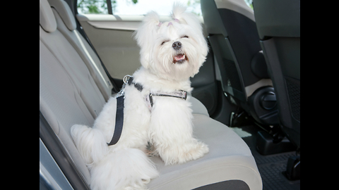 List Of Top Three Dog-Friendly Cars That Canines Adore