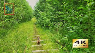 Puppy on The Tracks - 4K